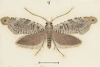 Eschatotypa halosparta