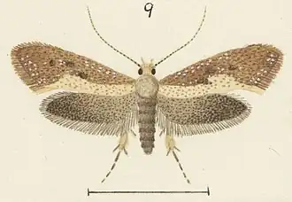 Tinea dividua