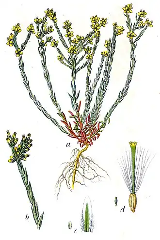 Dwergviltkruid (Filago minima)