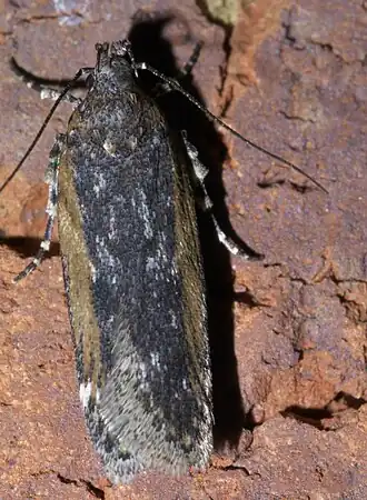 Filatima pseudacaciella