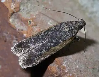 Filatima serotinella