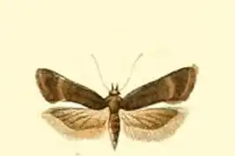 Filatima spurcella