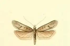 Filatima tephritidella