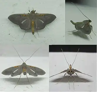 Filodes costivitralis