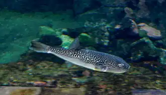 Takifugu poecilonotus