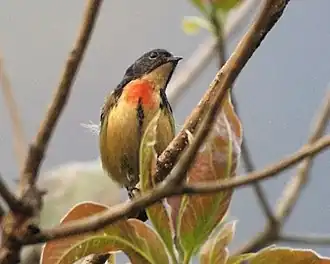 Indische honingvogel