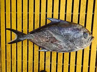 Taractichthys steindachneri