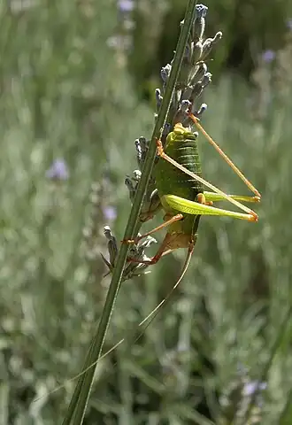 Barbitistes fischeri