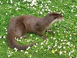 Europese otter