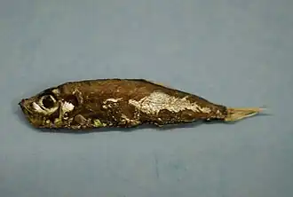 Maurolicus weitzmani