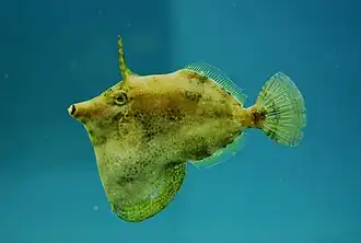 Monacanthus ciliatus