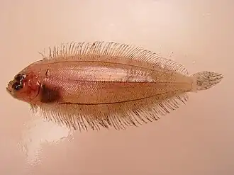 Monolene sessilicauda