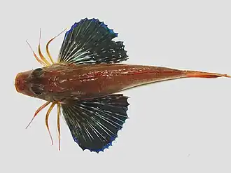 Prionotus longispinosus