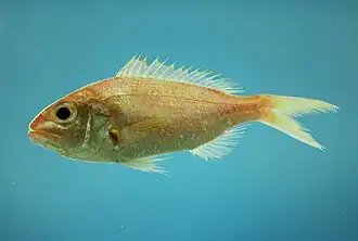 Pristipomoides aquilonaris