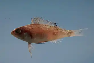 Serranus notospilus