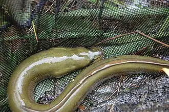 Bovenaanzicht breedbekaal