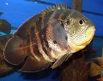 Astronotus crassipinnis