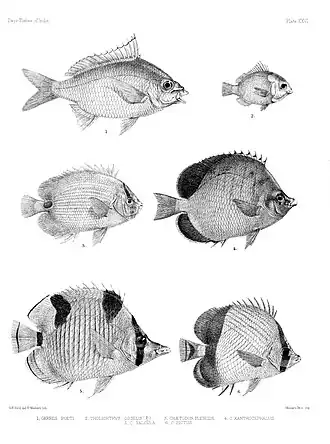 Chaetodon pictus