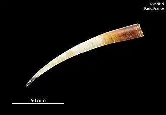 Fissidentalium magnificum