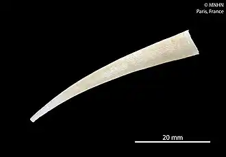 Fissidentalium malayanum