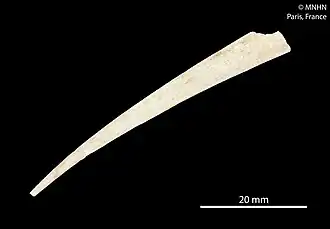 Fissidentalium profundorum