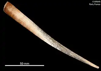 Fissidentalium sahlmanni