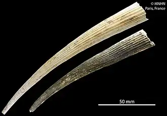 Fissidentalium shoplandi