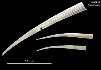 Fissidentalium vicdani