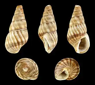 Fissilabia decollata