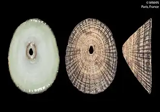 Fissurella emmanuelae