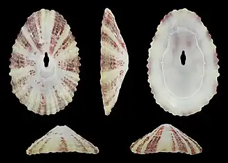 Fissurella fascicularis