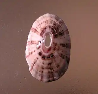 Fissurella rubropicta