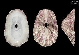 Fissurella salvatiana