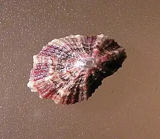 Fissurella virescens