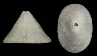 Fissurisepta granulosa