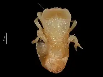 Fizesereneia latisella