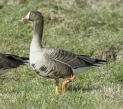 Dwerggans (Anser erythropus)