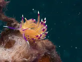 Unidentia angelvaldesi