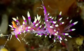 Coryphellina rubrolineata