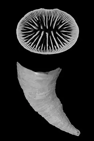 Flabellum (Flabellum) curvatum