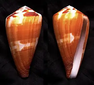 Conus vexillum