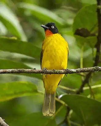 Keralagoudborstbuulbuul