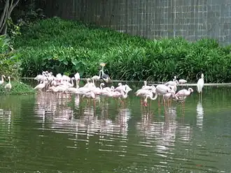Flamingo Lake