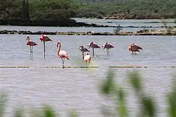 Flamingo's in het natuurgebied bij Sint Willibrordus