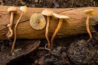 Ruitsporig vloksteeltje