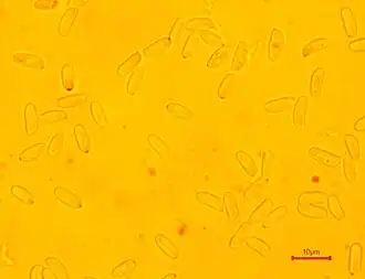 Langsporig fluweelpootje