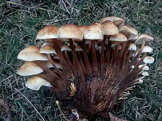 Flammulina populicola