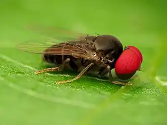 Lindneromyia flavicornis