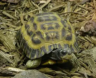 Madagaskarplatstaartschildpad