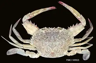 Achelous depressifrons